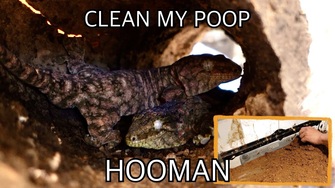 누가 리키에너스 똥 때문에 힘들대???? 쉽고 간편하게 똥을 조져보자 leachianus poop