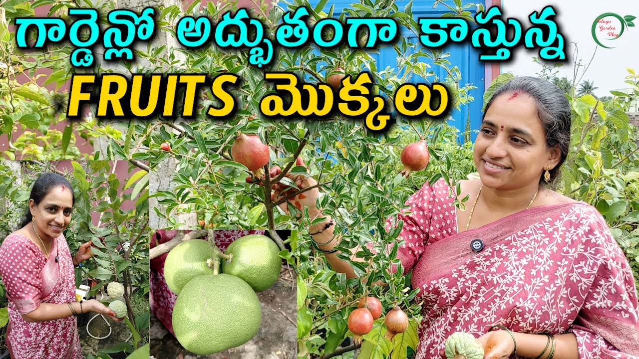 గార్డెన్లో అద్భుతంగా కాస్తున్న FRUITS మొక్కలు | TERRACE GARDEN FRUITS  || TELUGU GARDEN VLOG