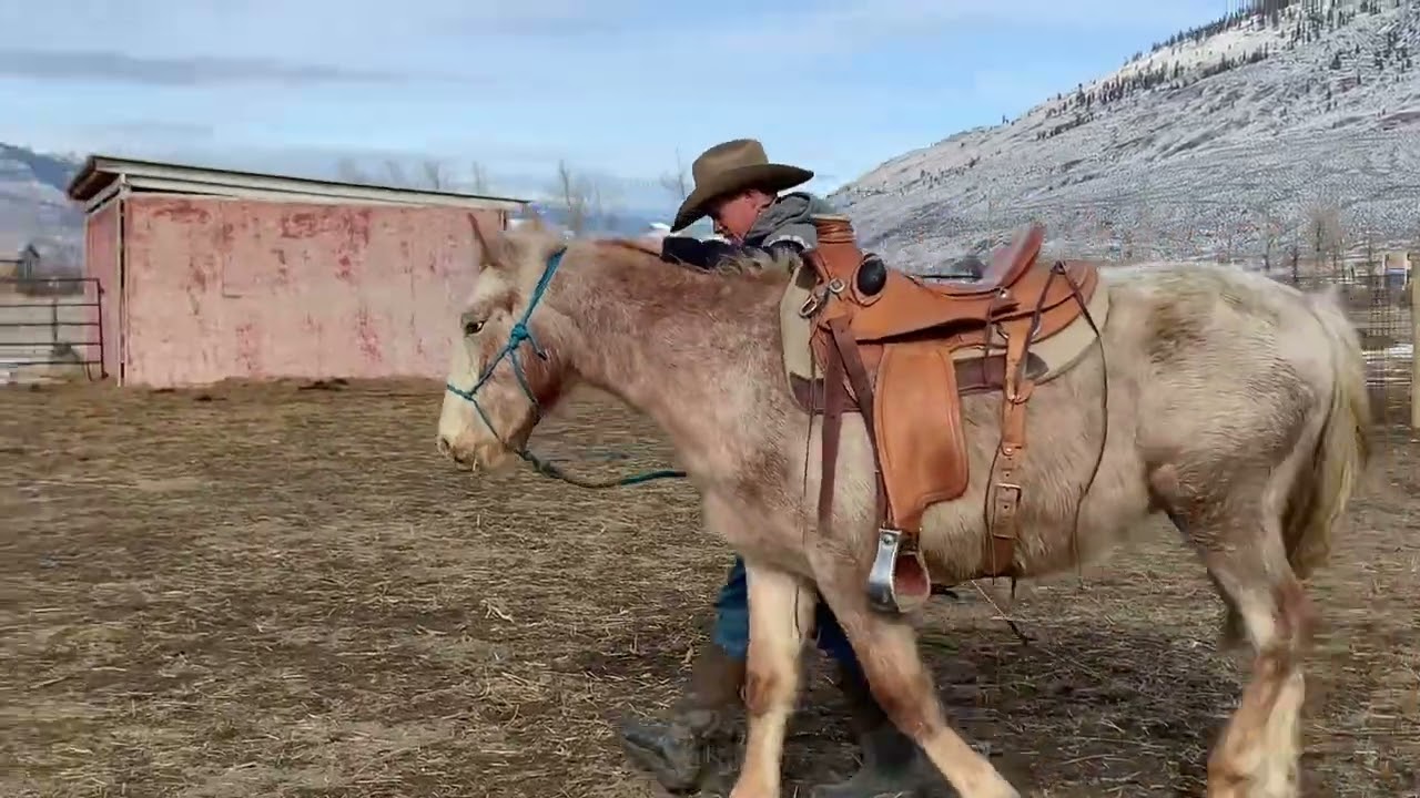 Ranger the feral foal- first saddling