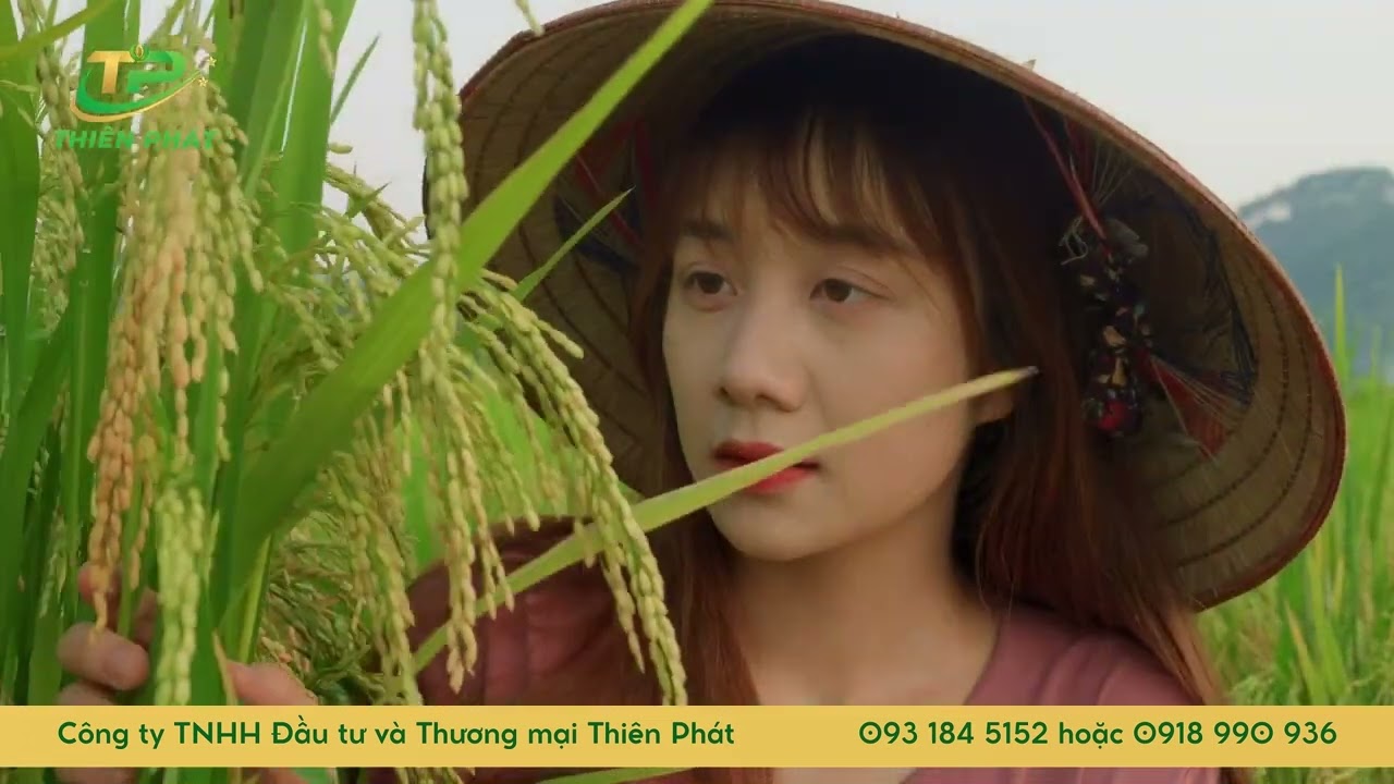 Thiên Phát gạo St25