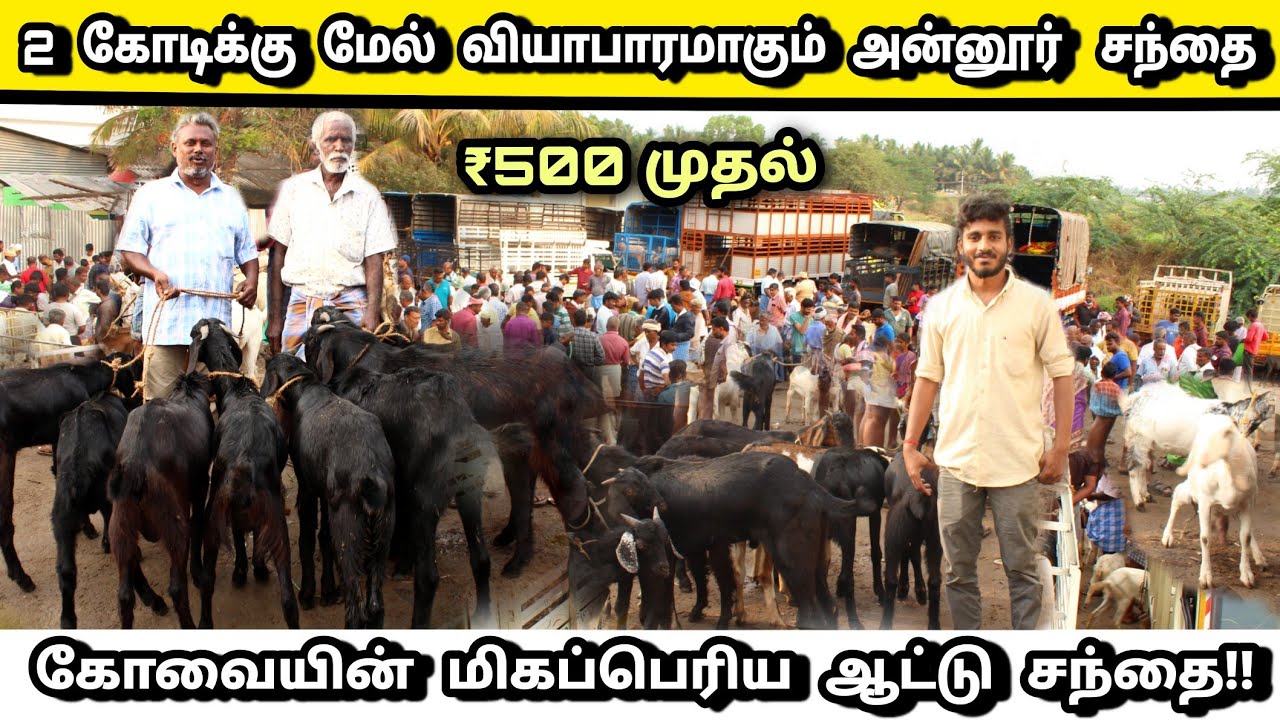 2000 ஆடுகள் விற்பனையாகும் அன்னூர் ஆட்டு சந்தை | Annur aatu sandhai | Annur aadu sandhai | #sandhai |