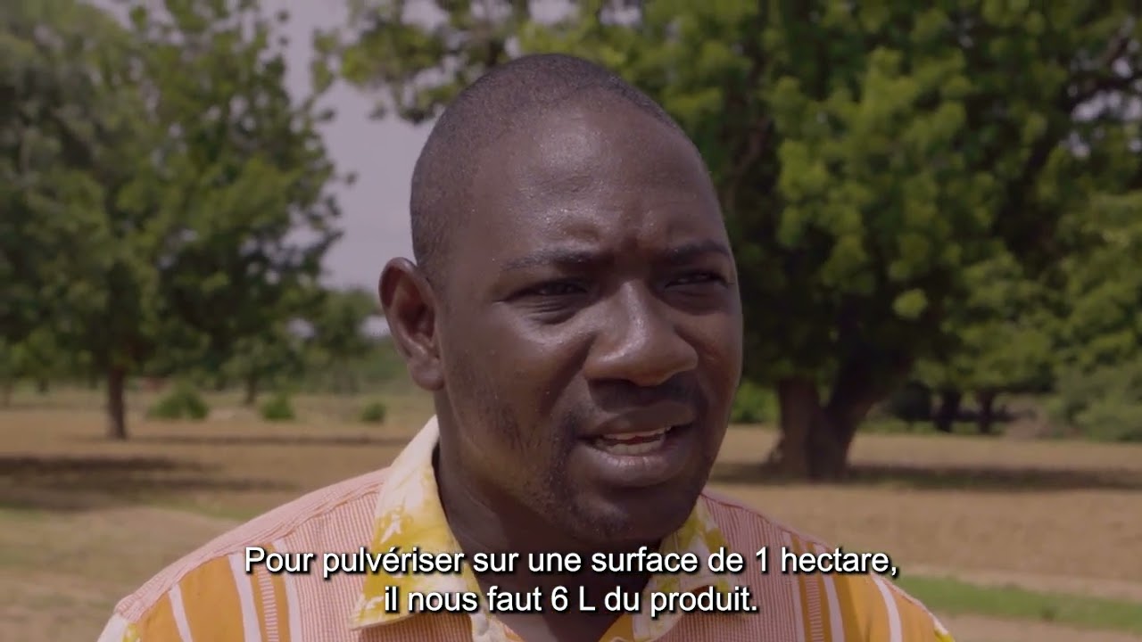 Traitement phytosanitaire à base de feuilles de papayer, de tabac, d'ail, de piment