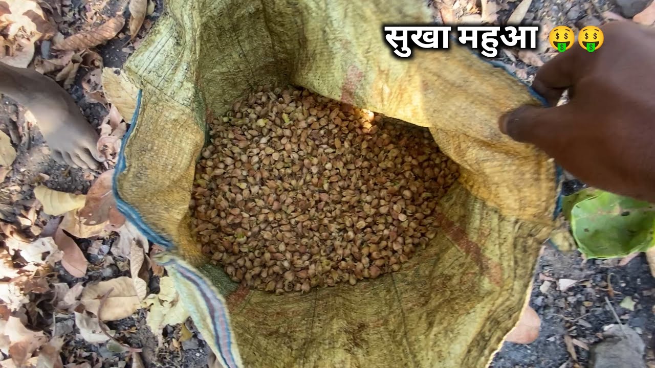 Sukha Hua Mahua Dekh Kar Man Me Lalch Aa Gaya 