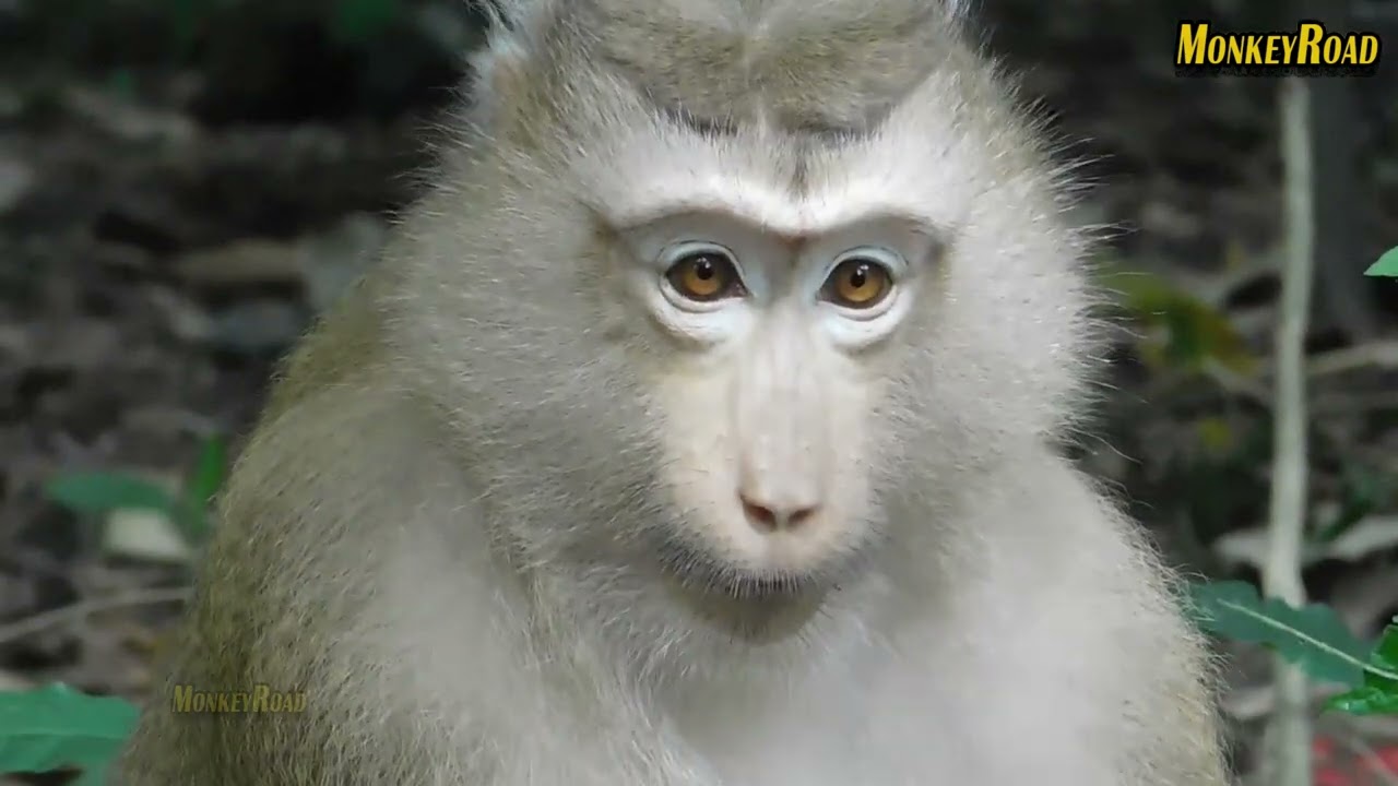 Beautiful monkey catched other's baby. #monkey #animal #monkeybaby #cutemonkey #funny #cute #shorts