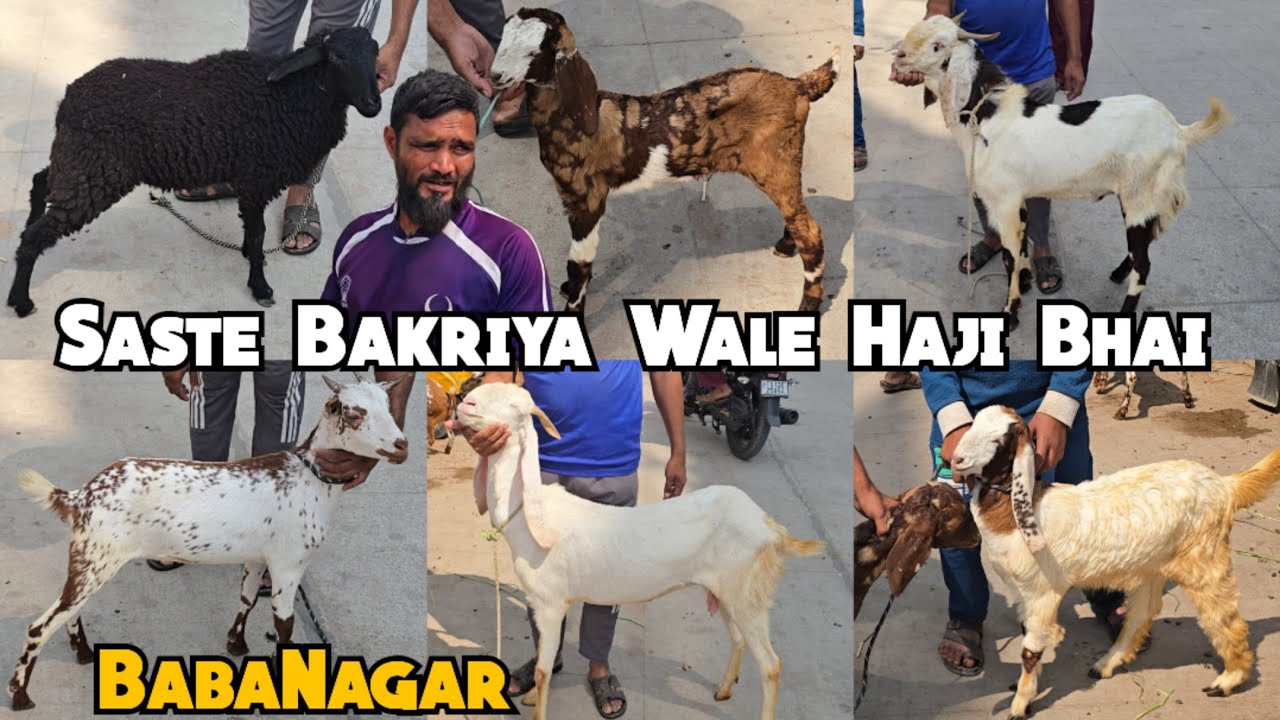 Saste Bakriya Bakre | Baby Goats | Sojat Gujri Bakriya Available in Hyderabad| Baba Nagar| Haji bhai