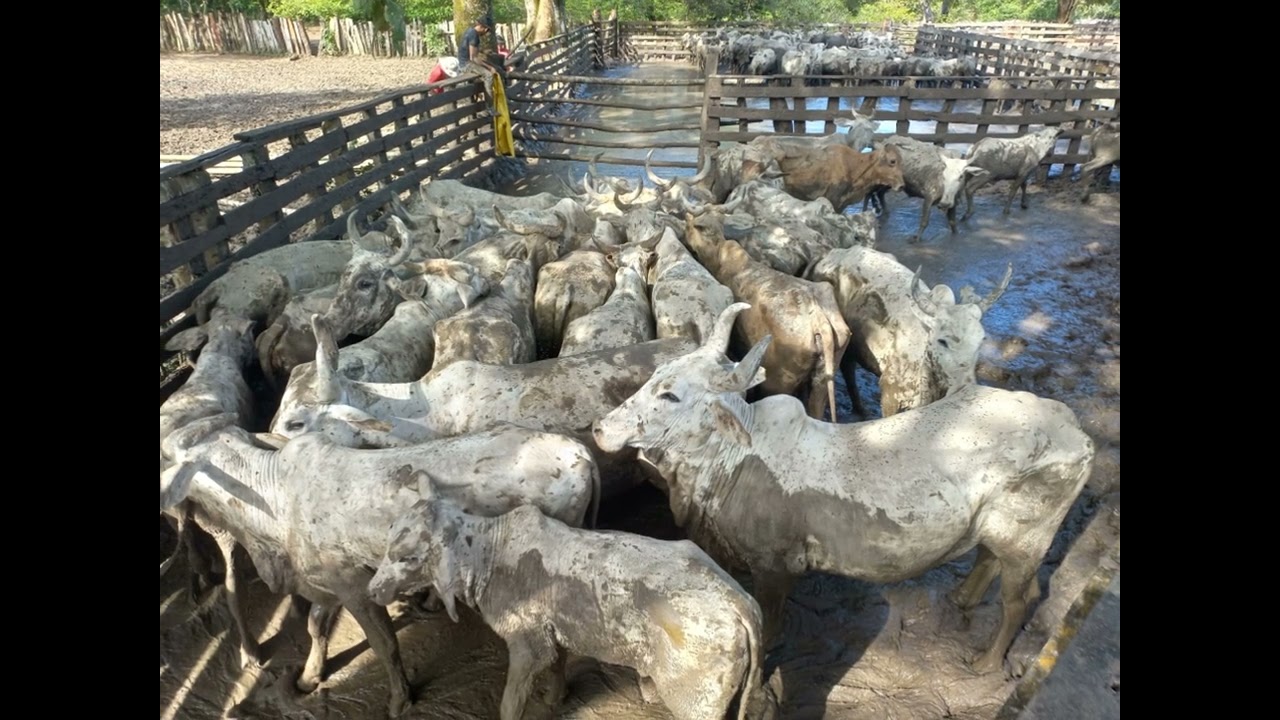 Trabajo 'e llano en Santana... Gelman Medina (El Cantador. Sabanero)