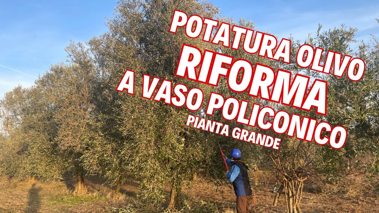 Riforma Vaso Policonico Pianta di Olivo GIGANTE con Potatore Certificato