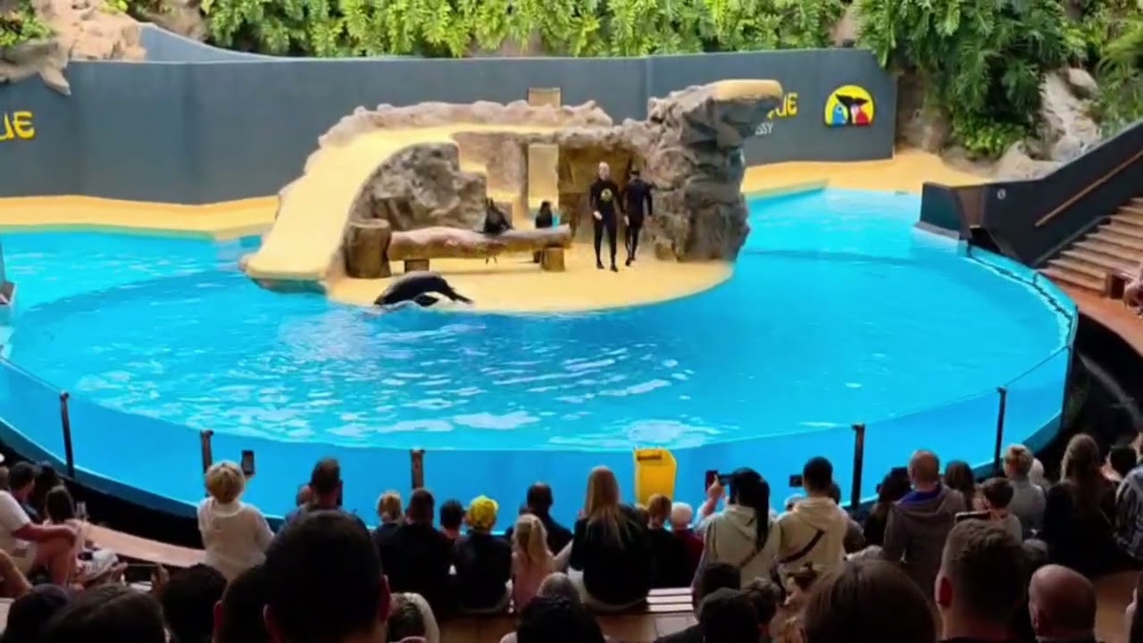 Sealion show at Loro Parque, Tenerife. 