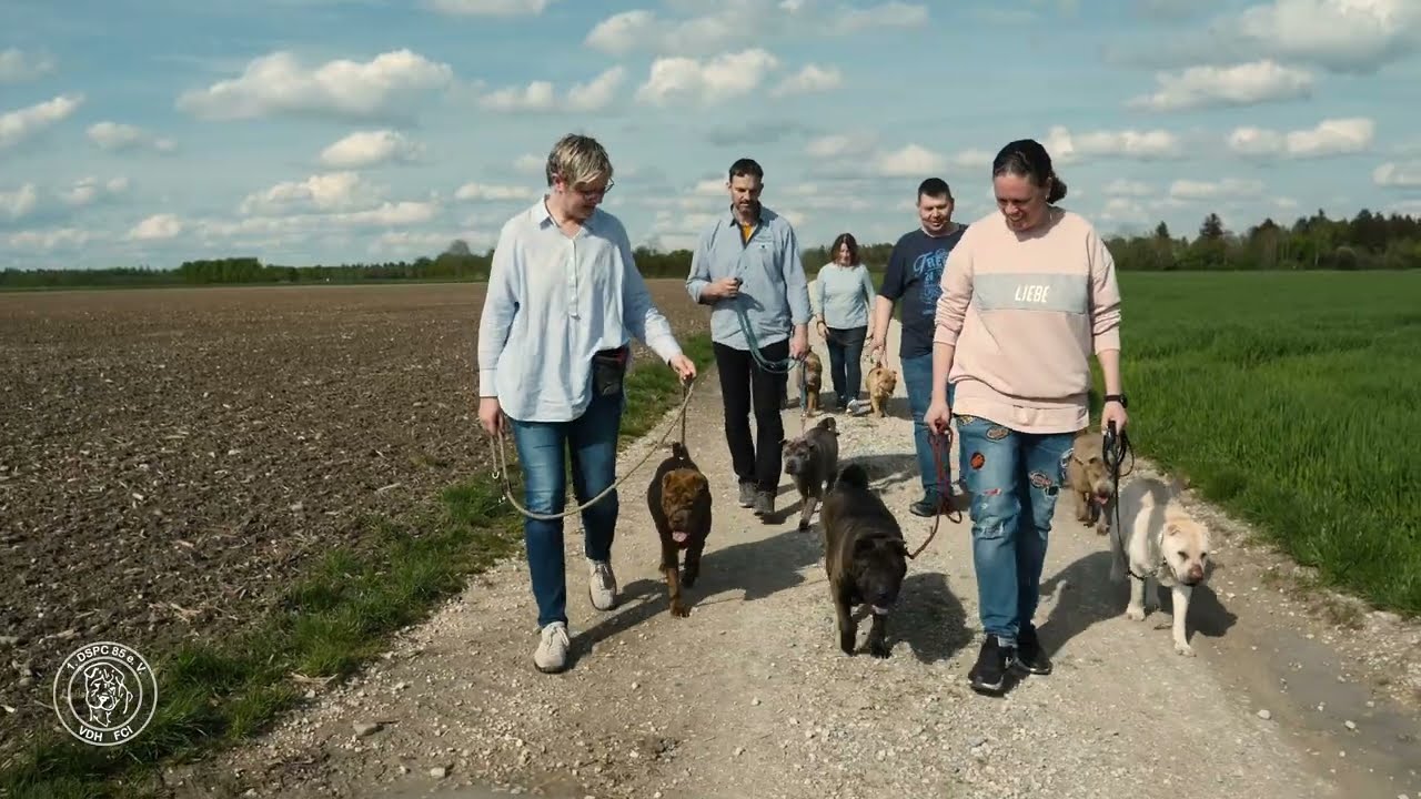 Rassevorstellung: Der Shar-Pei, alles außer gewöhnlich! Teil 1