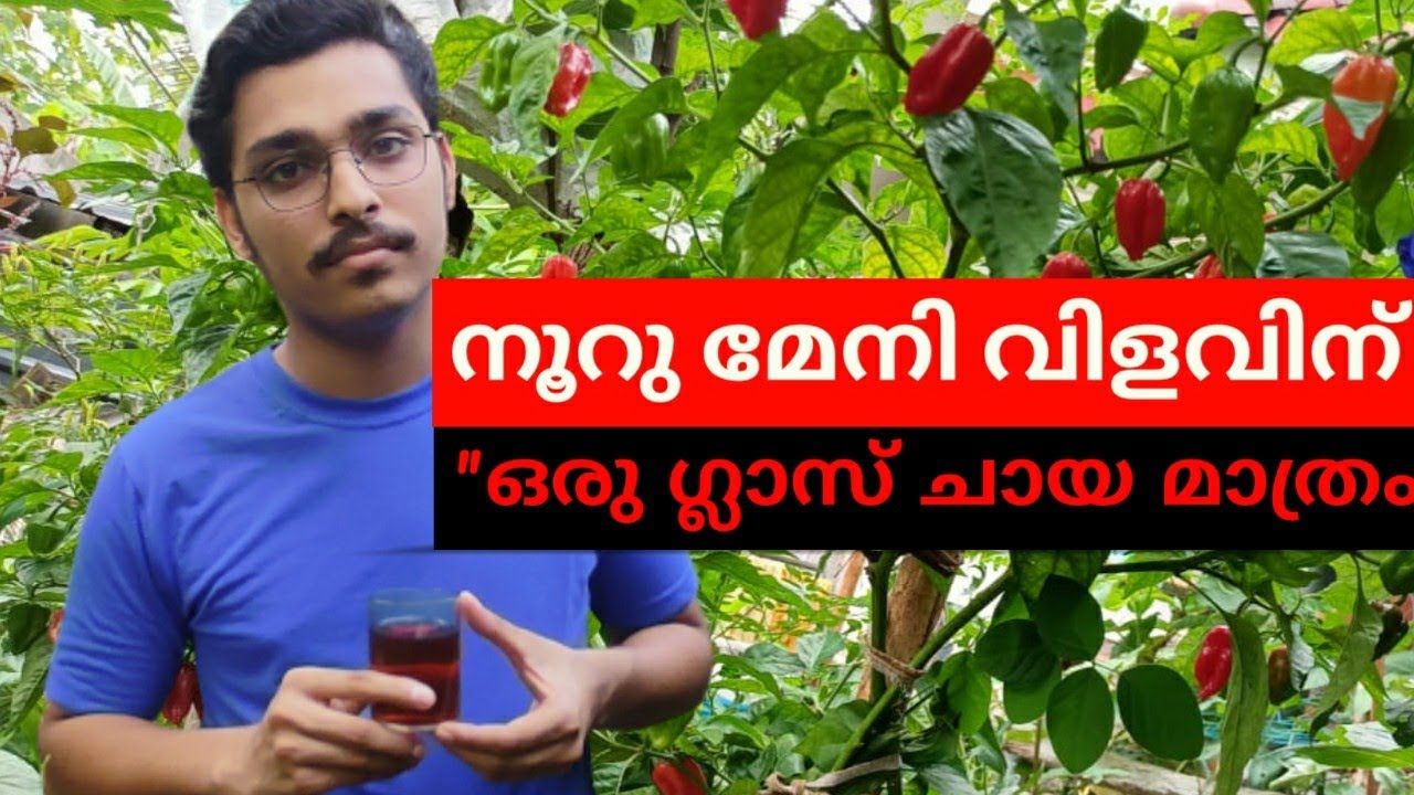 ഒരു ഗ്ലാസ് ചായ മതി നൂറുമേനി വിളവിന് #ചായവളം #KitchenMystery #ചായചണ്ടി #KitchenWasteCompost
