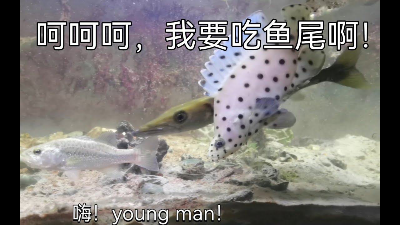 海狼腰斩大口黑鲈 大口黑鲈:鳄雀鳝救我！！