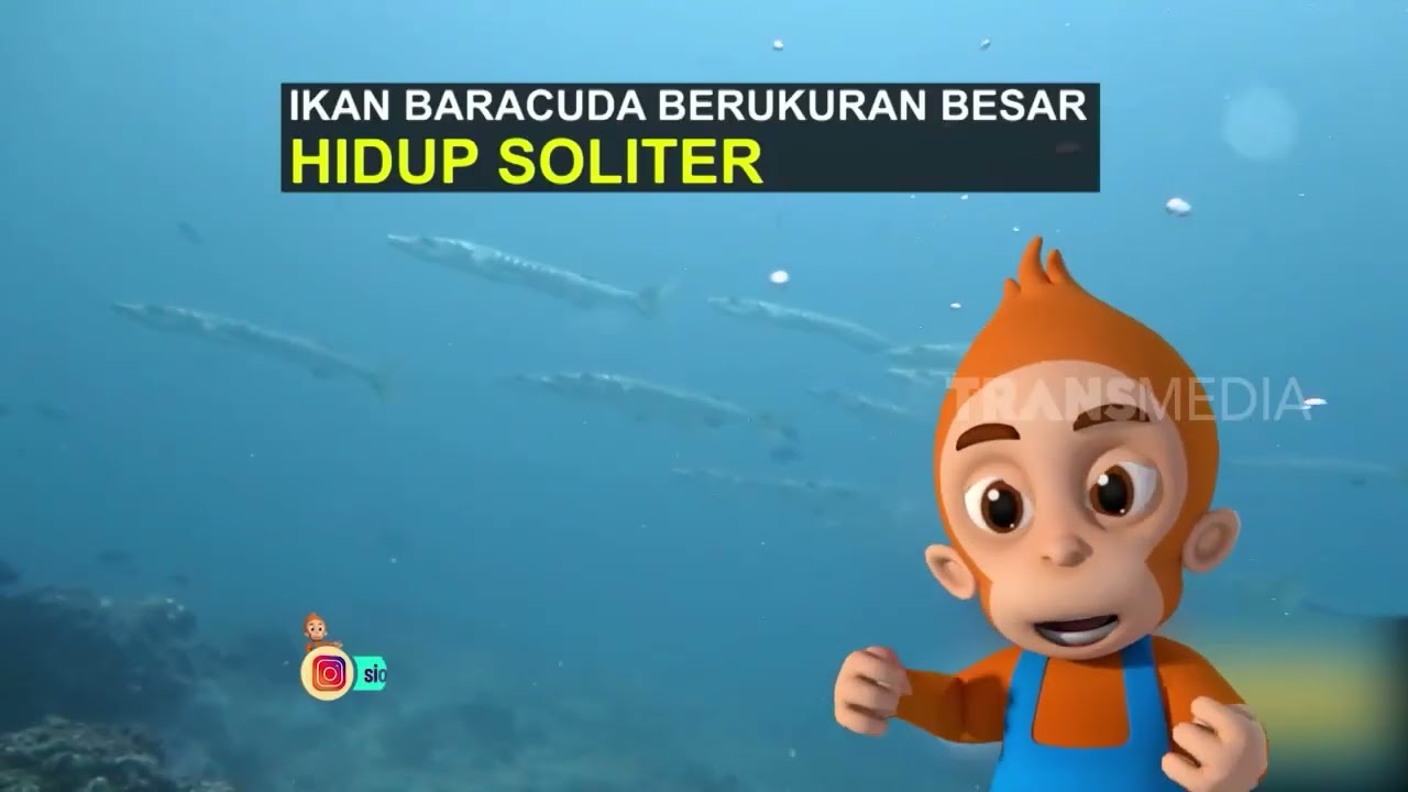 Ikan Barakuda Si Suka Bergerombol | SI OTAN