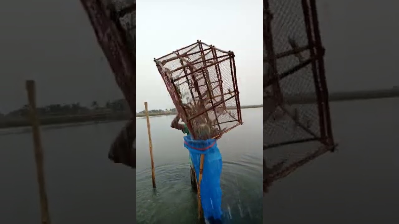 দেখুন বাগদা চিংড়ি ধরা হয় কি ভাবে