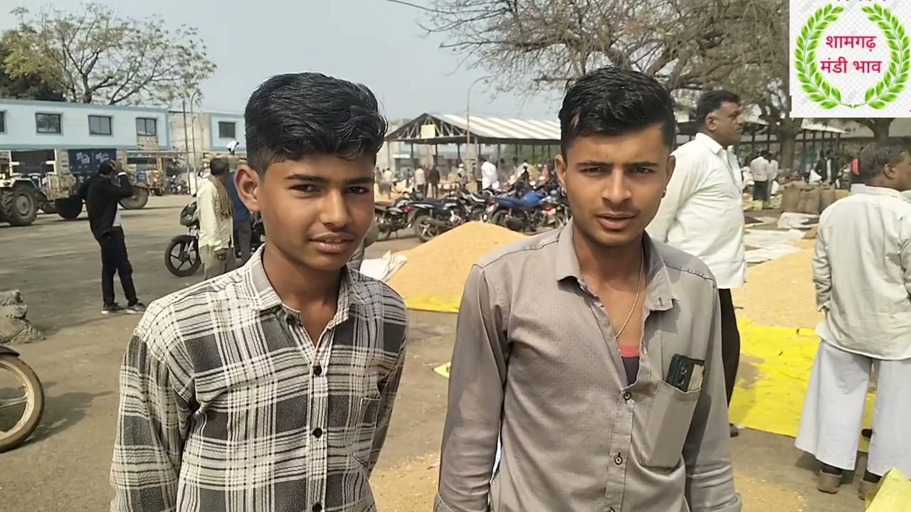 Shamgarh Mandi bhav February 4, 2026