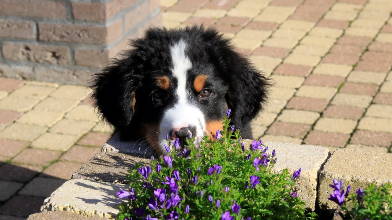 Berner Sennen puppy, eerste dagen in  zijn nieuw huis. Bernese mountain dog first days new home