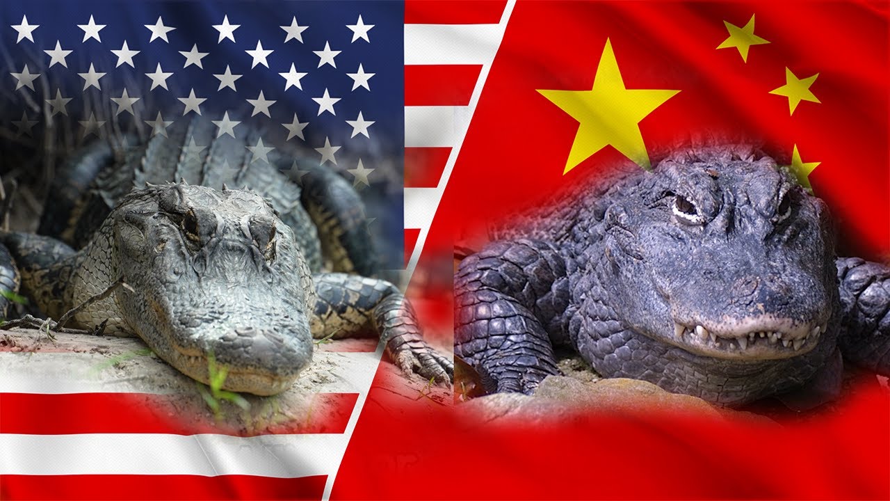 Alligator Populations: America vs China