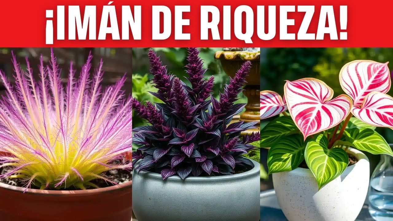PLANTAS PODEROSAS: 12 ESPECIES QUE SON IMANES DE RIQUEZA Y ABUNDANCIA!