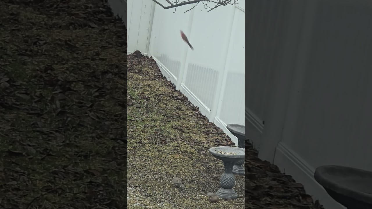 NJ Bird Feeding Cam 2/22/2026 #birdfeeder