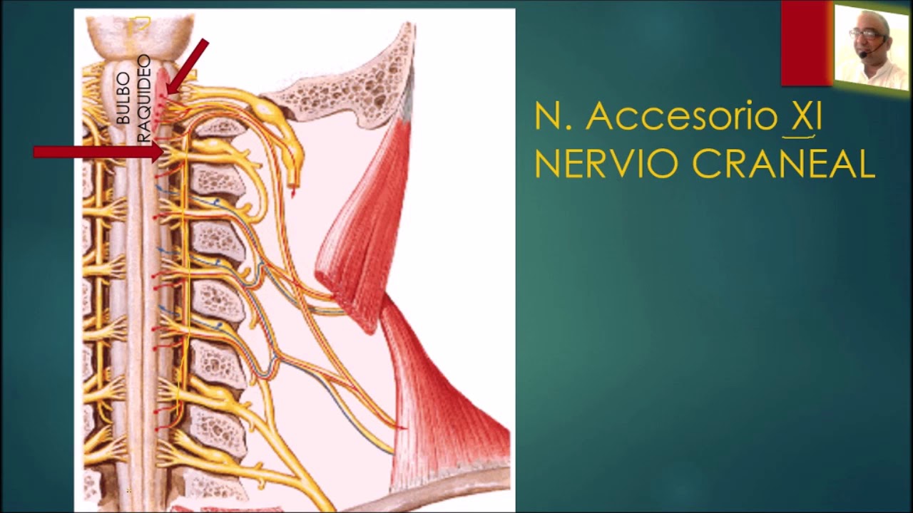 TRIÁNGULO CERVICAL POSTERIOR Y NERVIO ACCESORIO