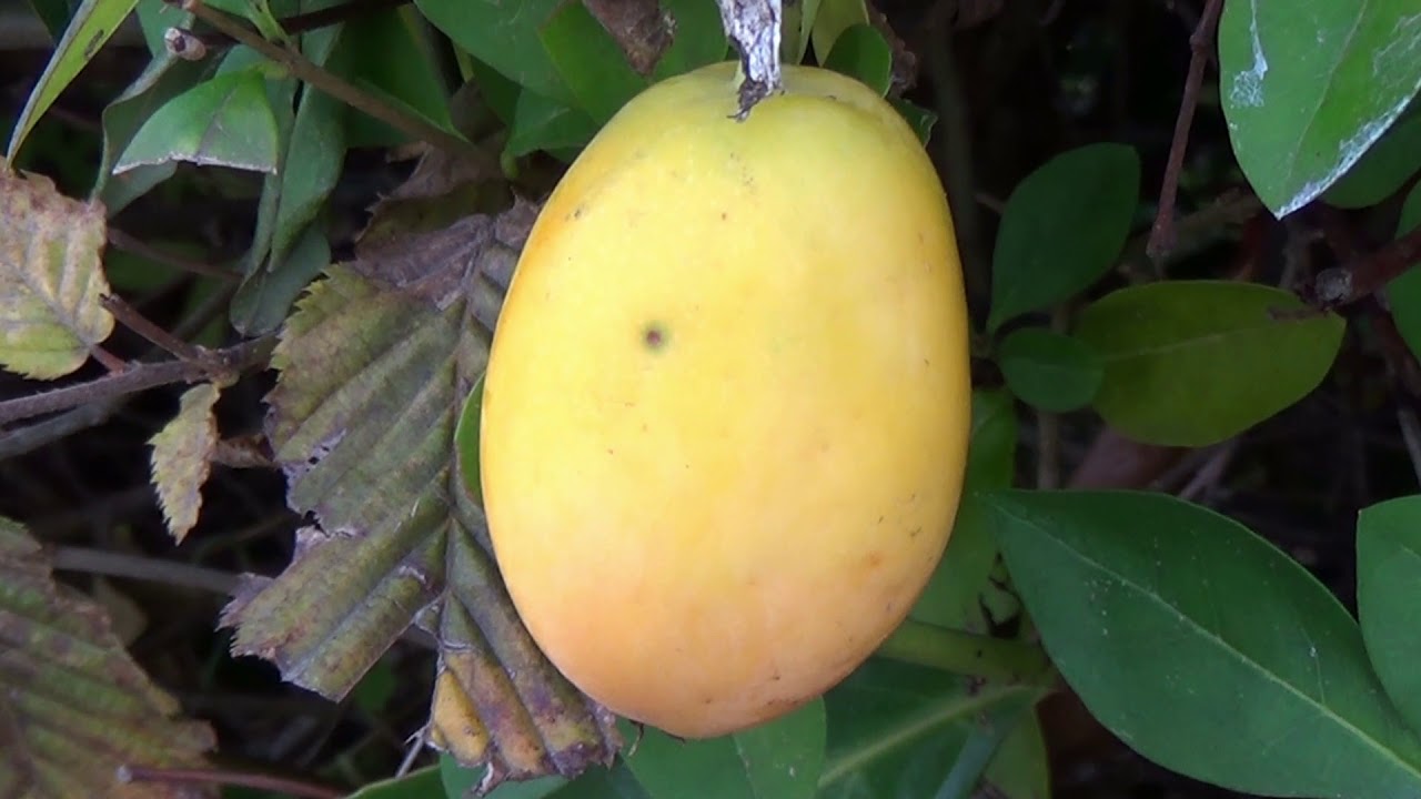 UNE PLANTE,UN CLIP - LA PASSIFLORE