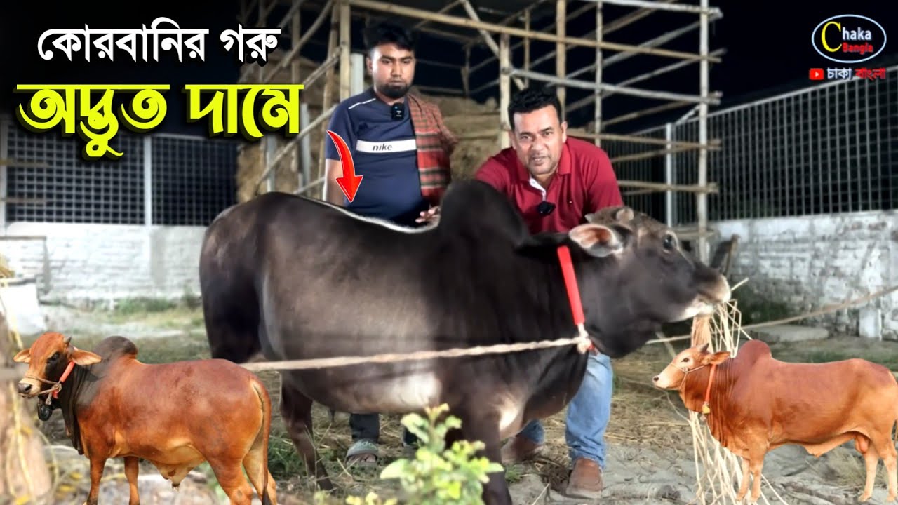 ২০২৬ কোরবানির ছোট ছোট গরু 'অদ্ভুত কম দামে' gurbani cow price 2026