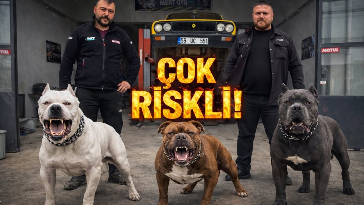 Cane Corso ve Dogo Argentino’nun Koruduğu Bu Dükkâna GİRMEK YÜREK İSTER!