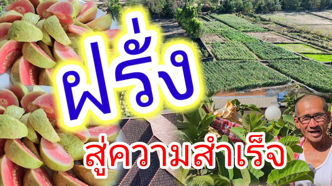 เต็มพิกัด การปลูกฝรั่งให้ เป็นธุรกิจ แห่งความสำเร็จเคล็ดไม่ลับ สู่รายได้งาม