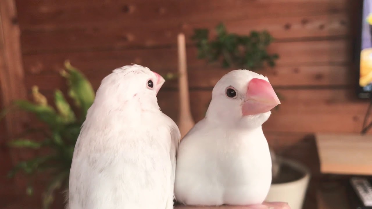 文鳥 ぐぜり