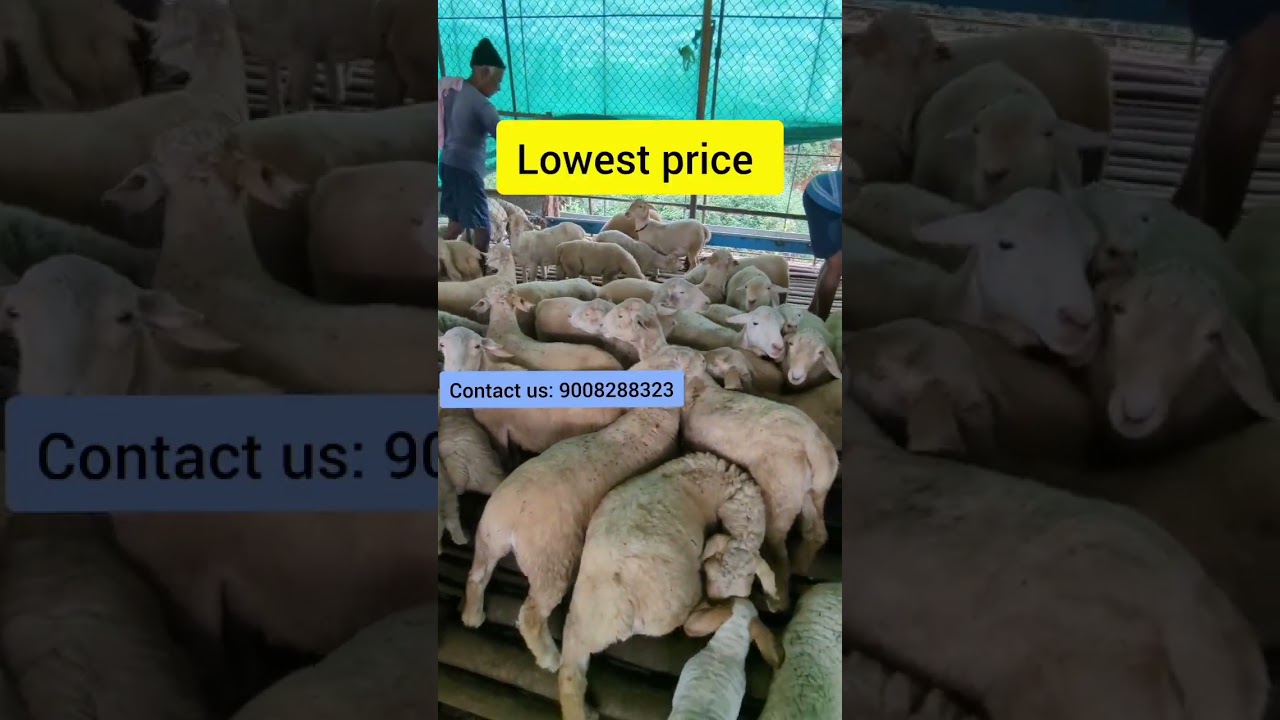 Bandur Sheep for Sale | Bannur Sheep near Nealamangala #shorts #sheep #bannur #forming
