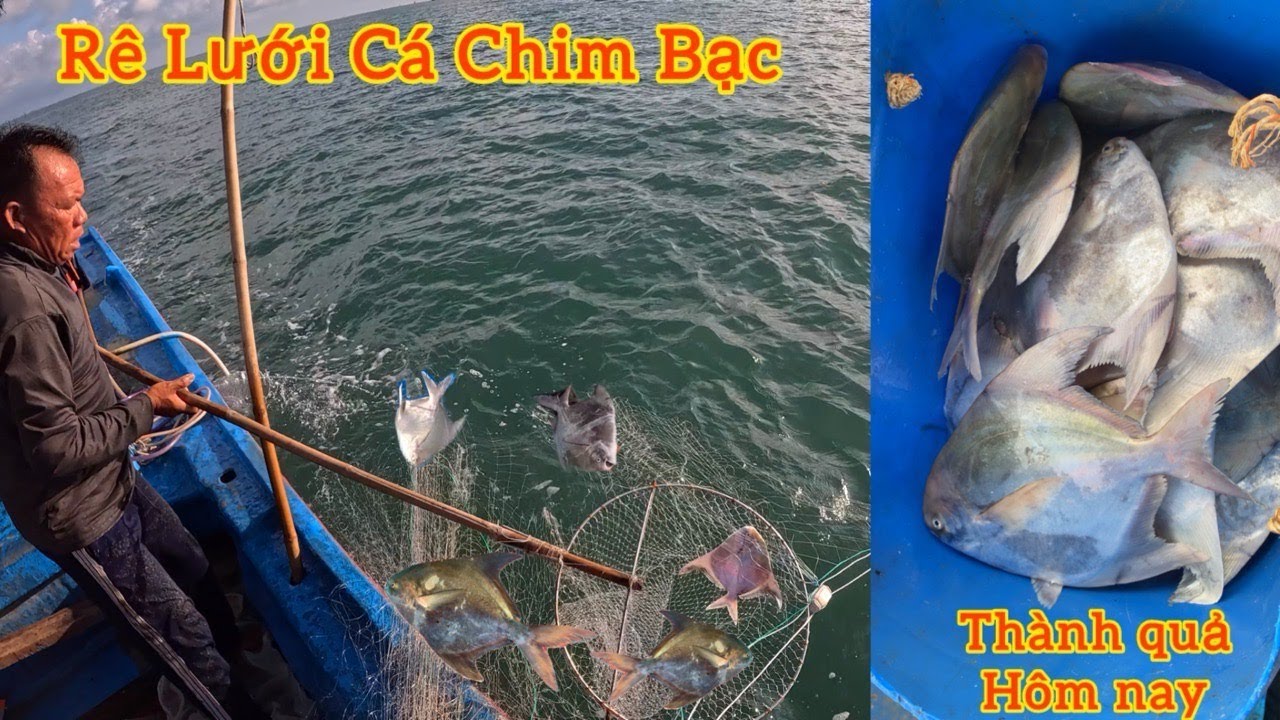 Lưới RÊ Cá Chim Biển_Ngày Biển May Mắn Của Gia Đình Em_Trúng Mẻ Cá Chim Đi Bầy