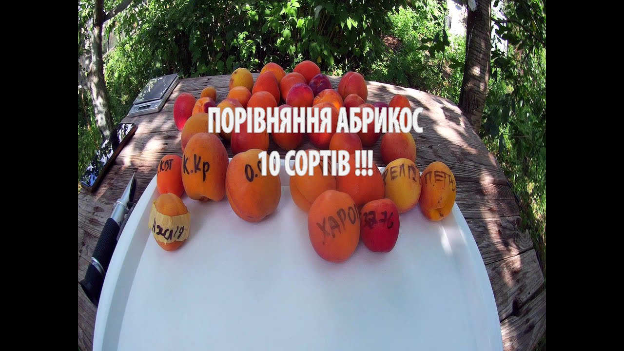 ПОРІВНЯННЯ АБРИКОС 10 СОРТІВ !!!