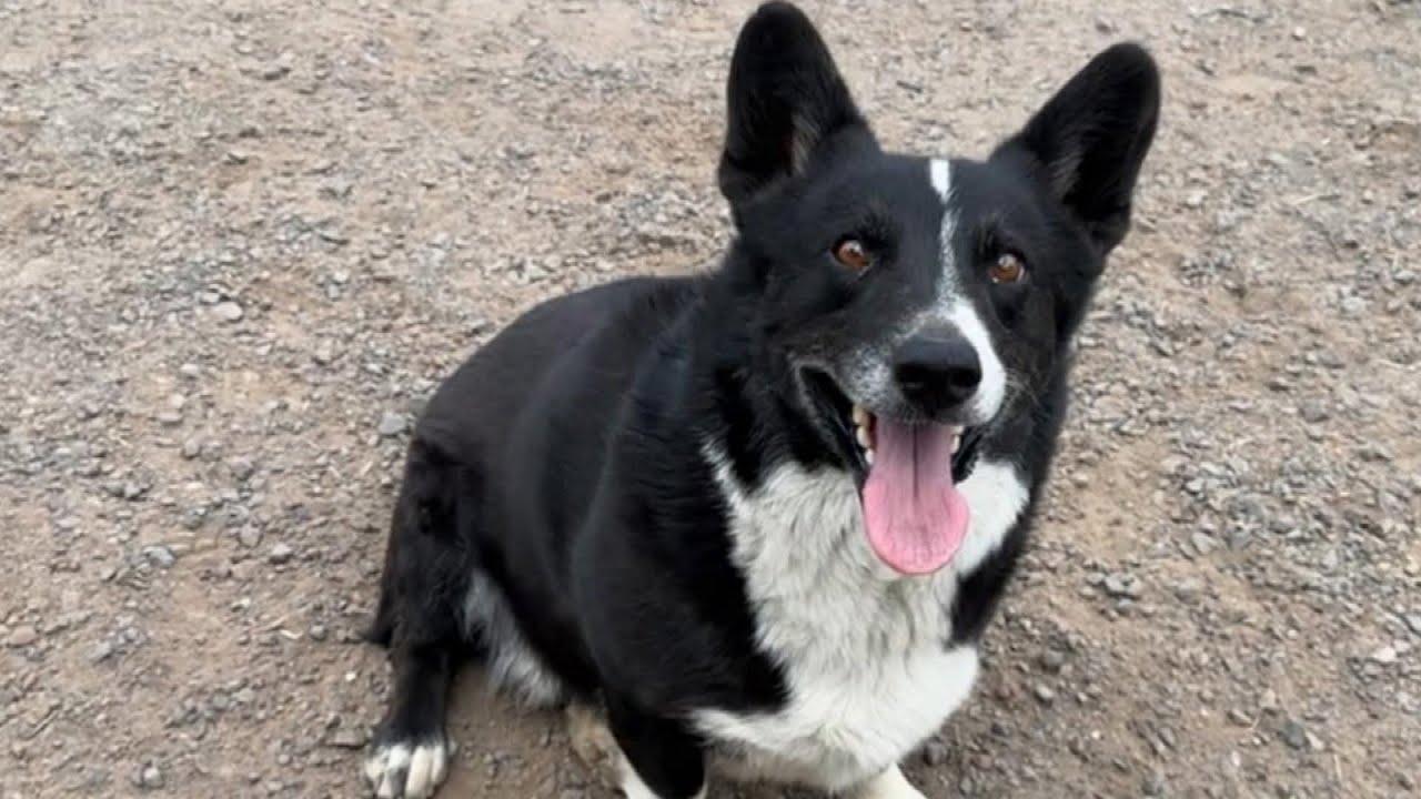 California Dog Reunites With Owner After Being Found In Chicago