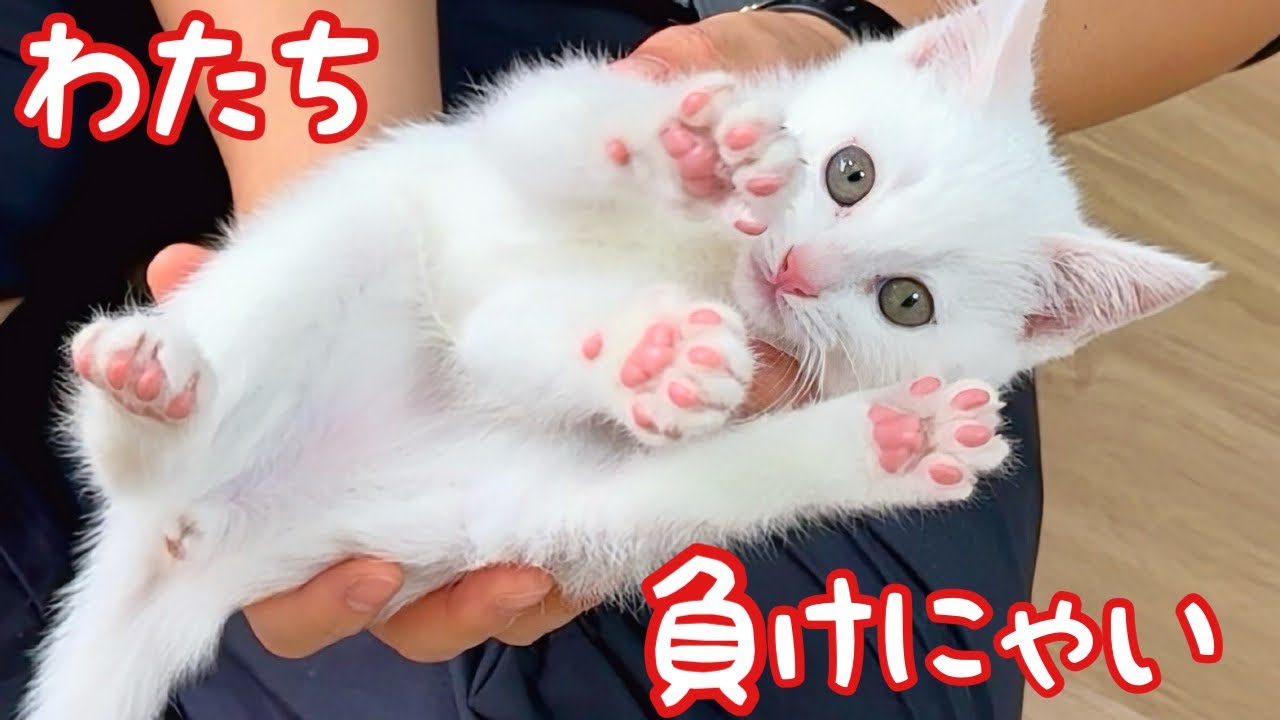 ドブに落ちてた命...白血病陽性の子猫､隔離生活でも“家族の愛に包まれて”