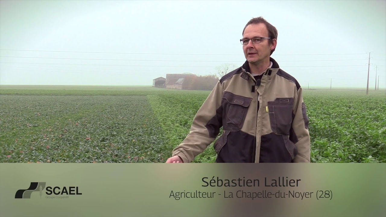 Agriculture innovante SCAEL : colza associé