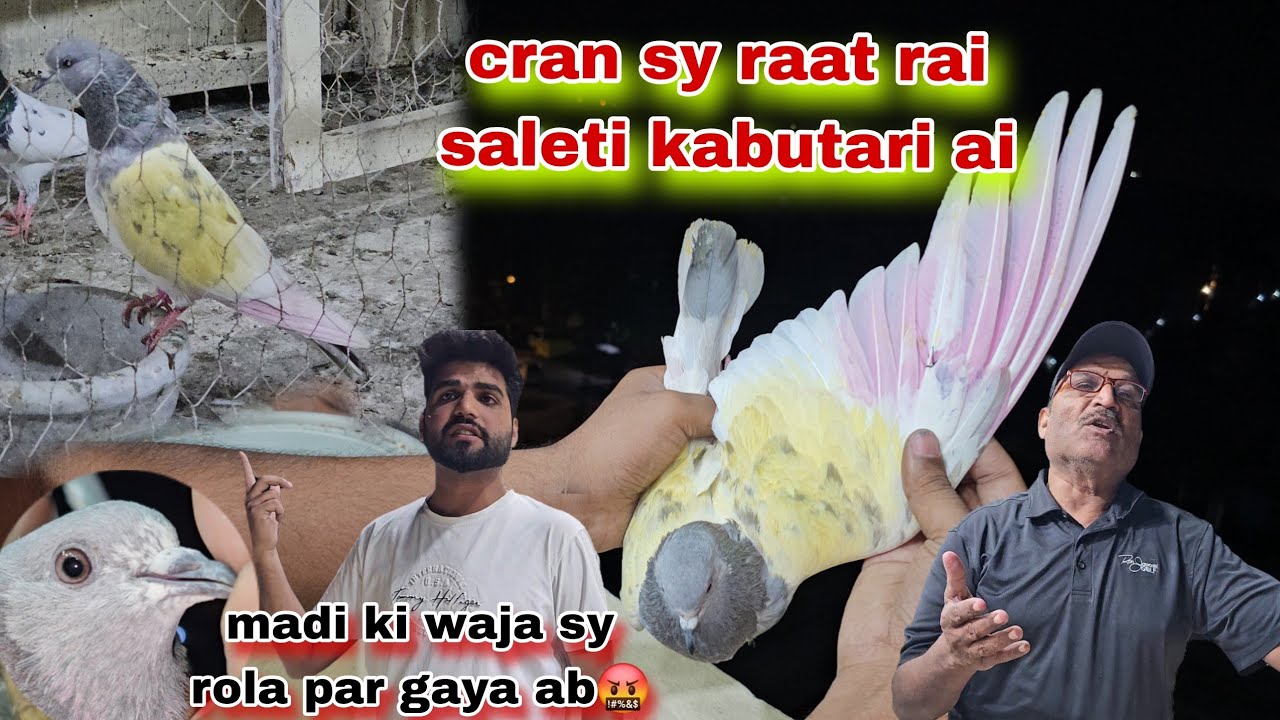 Cran sy raat rai kabutari saleti ai VIP chama ka rola ban gaya madi ka 🤬