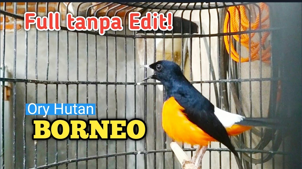 LANGSUNG NYAUT PANCINGAN MURAI BATU BORNEO.