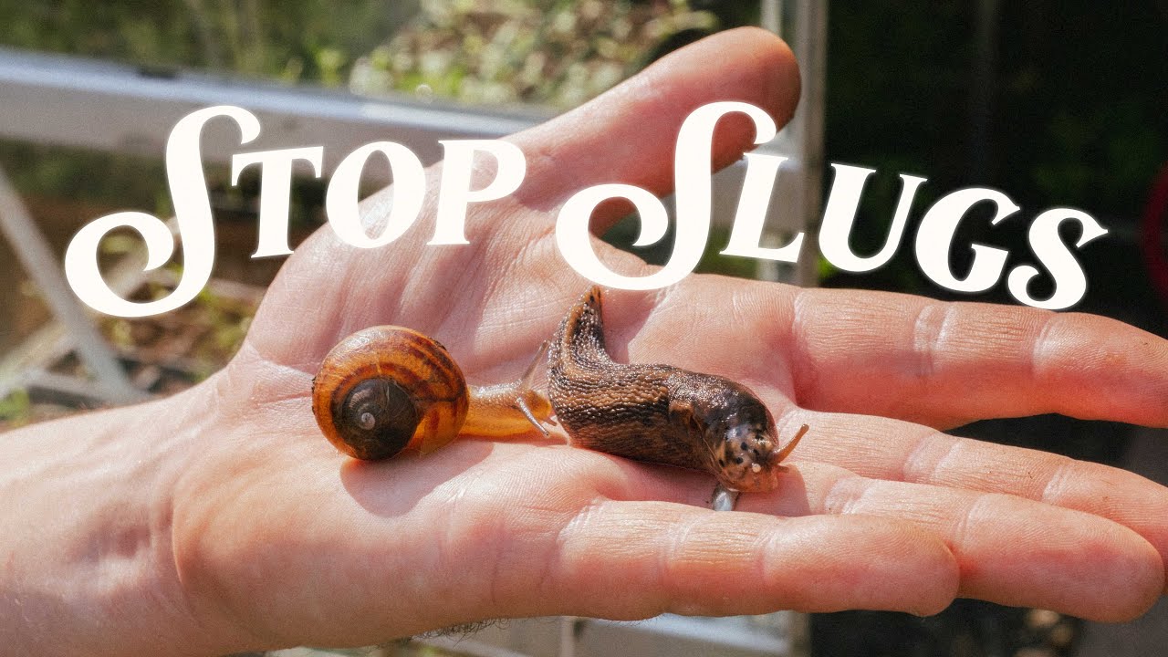 Clever Ways Smart Gardeners STOP Slugs