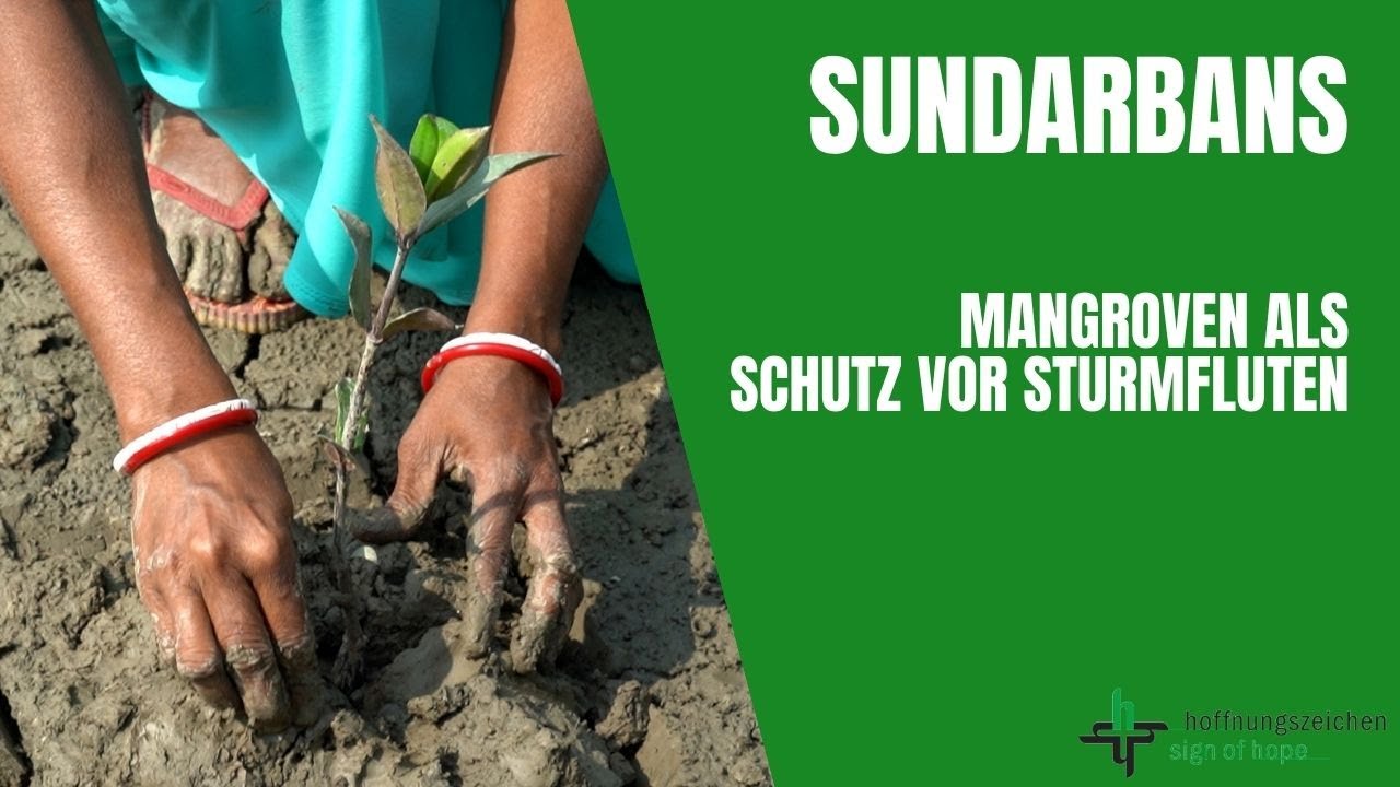 Sundarbans: Mangroven als Schutz vor Sturmfluten