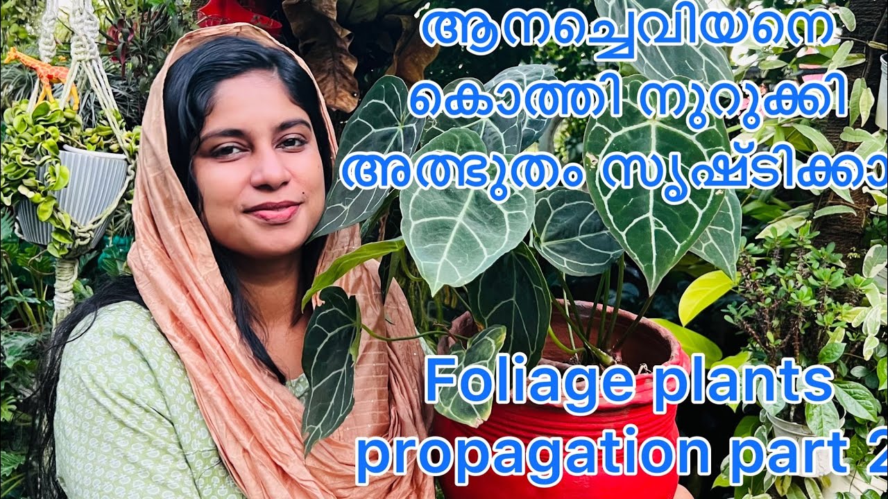 Foliage plants propagation part 2||haseena jabbar||hidayas home garden |