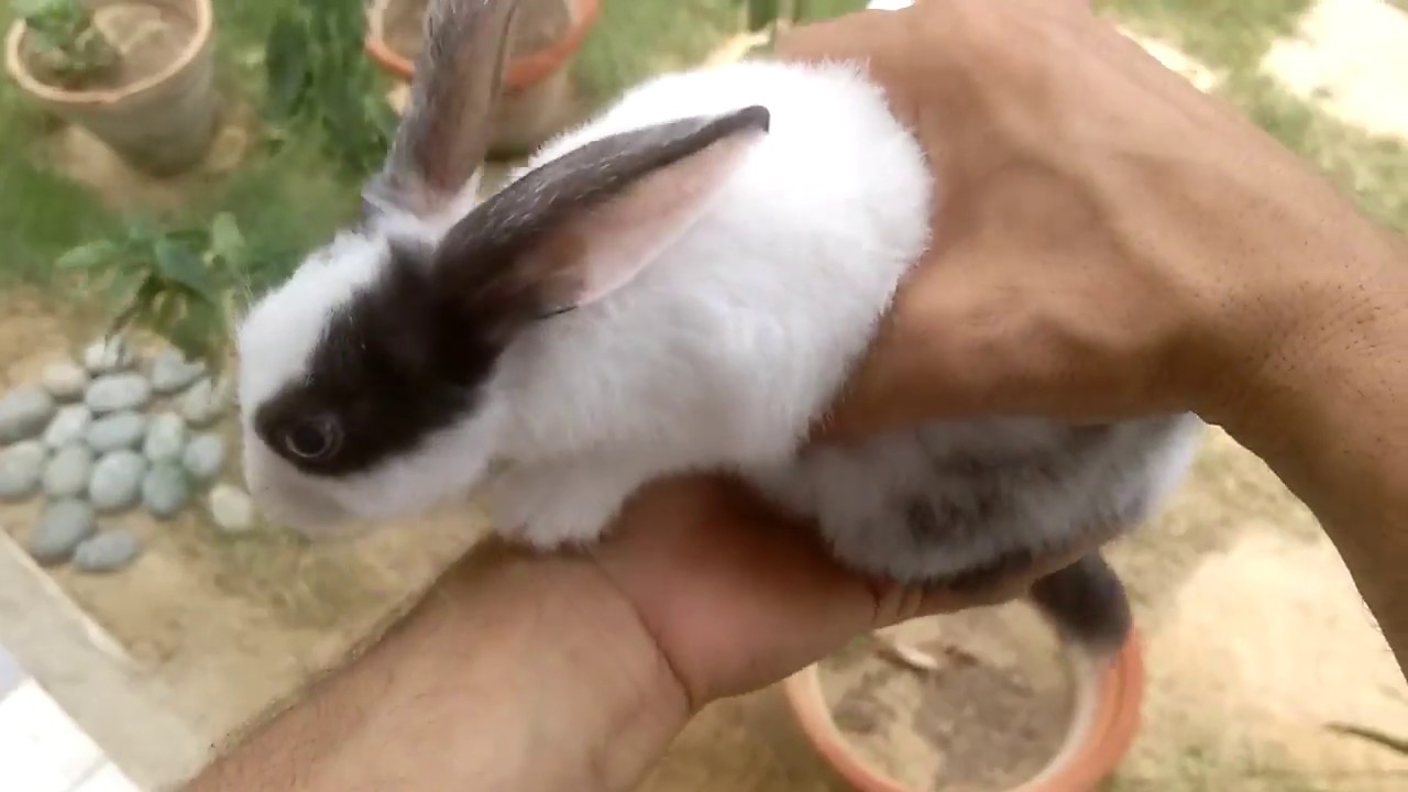 How to buy a rabbit