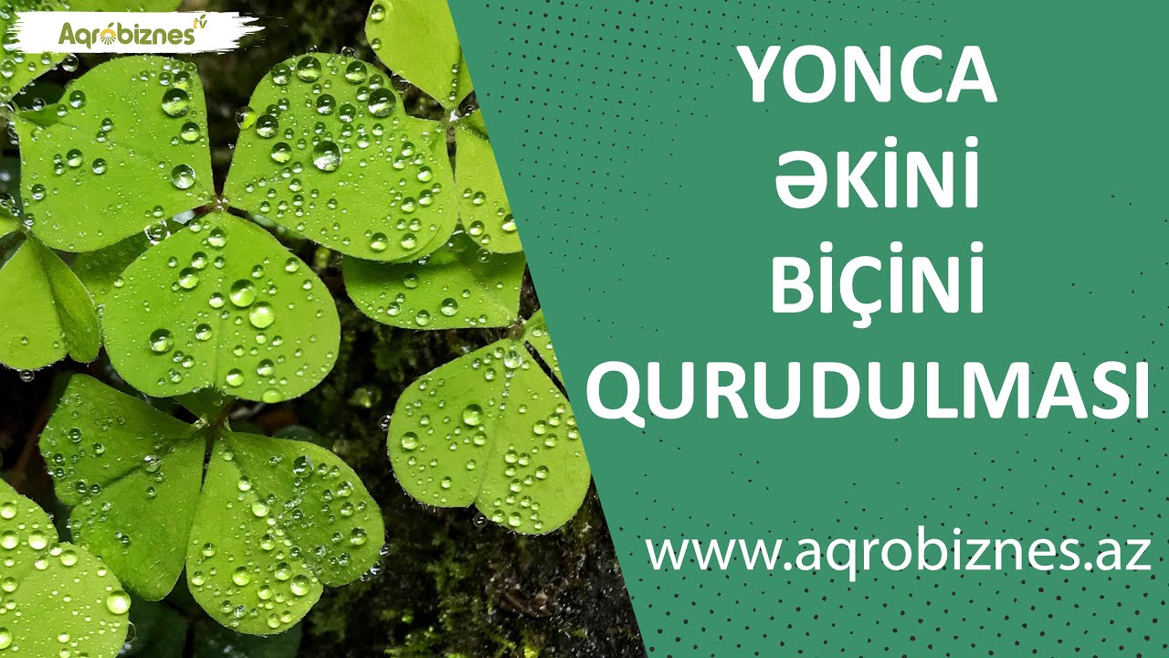 Yonca necə əkilir, necə biçilir və necə qurudulur?