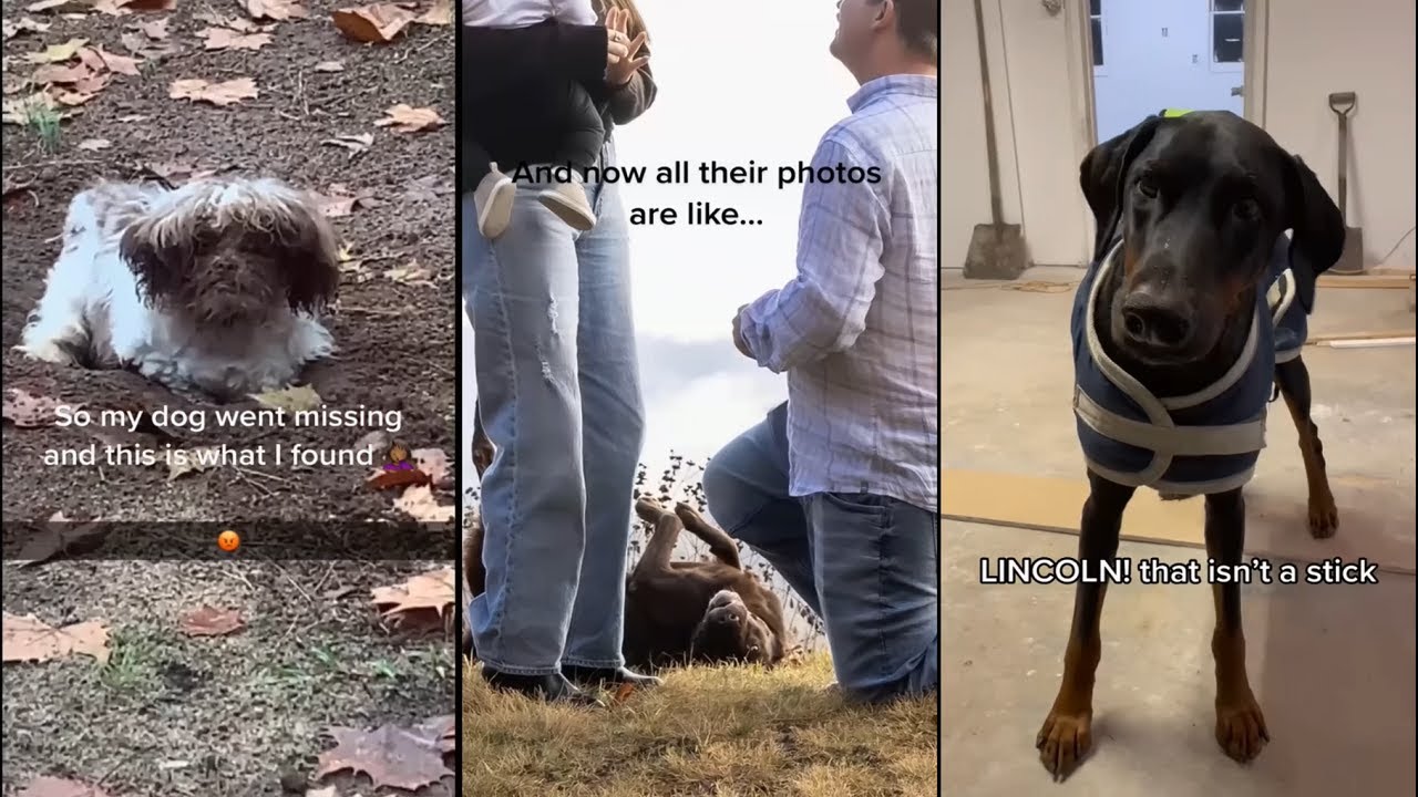 And they say dogs aren't funny