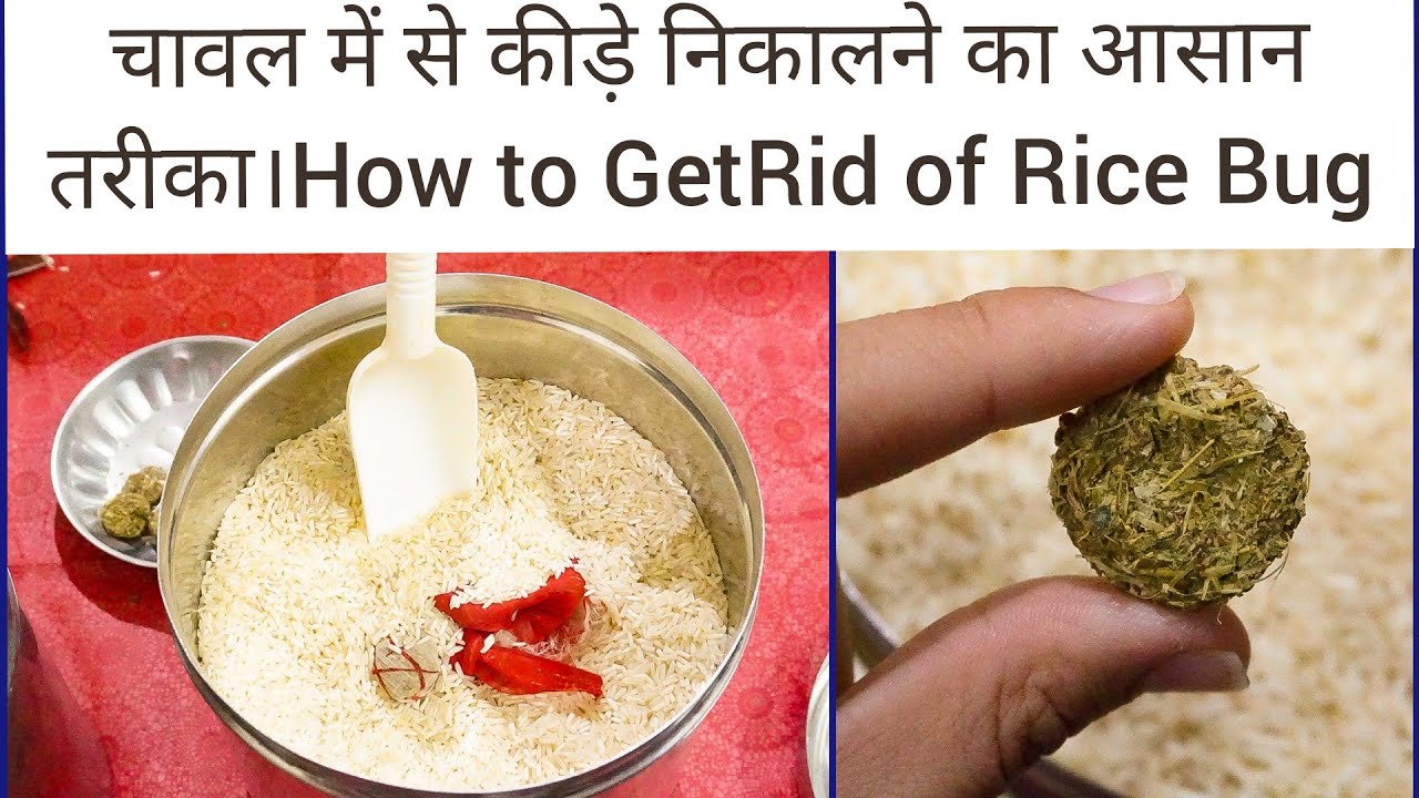 चावल को कीड़ो से बचाने के लिए ये तरीका अपनाएँ।How to kill and  prevent  Rice Bugs?