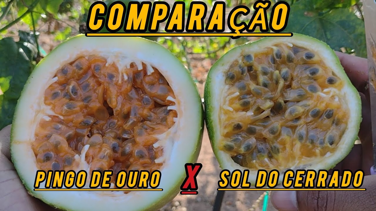 Comparando duas variedades bem diferentes de maracujá ! 🤠🙏 #agronomia #agricultura #agro