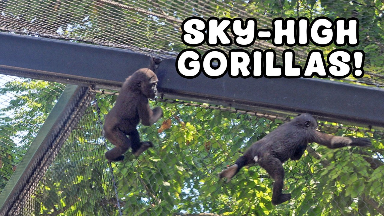 You Won’t Believe How High These Baby Gorillas Climb!
