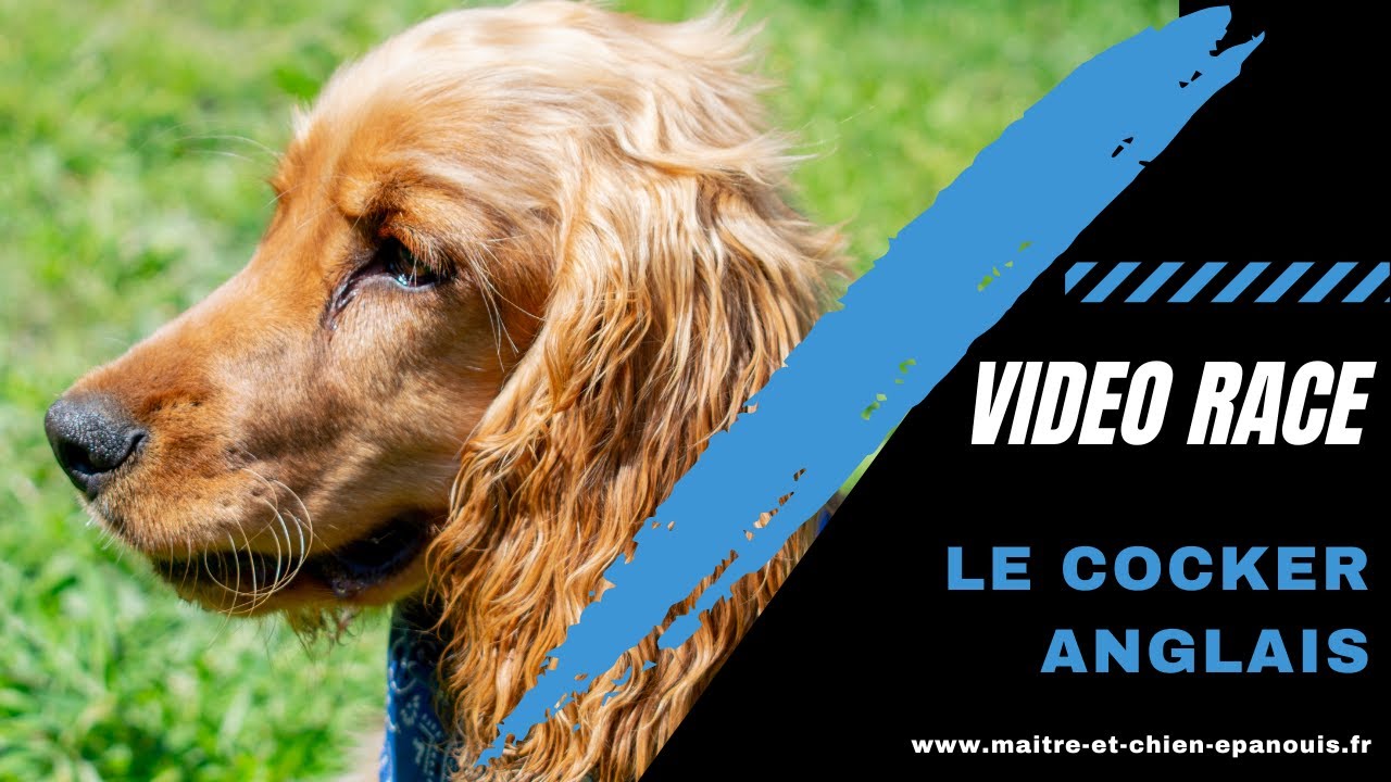 Une Race De Chien Avec Encore Beaucoup de Préjugés : le Cocker Anglais