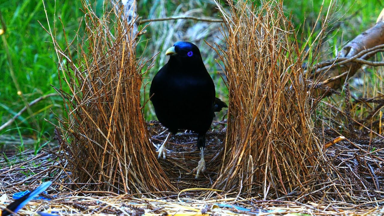 Satin Bowerbird courtship behavior (4K)