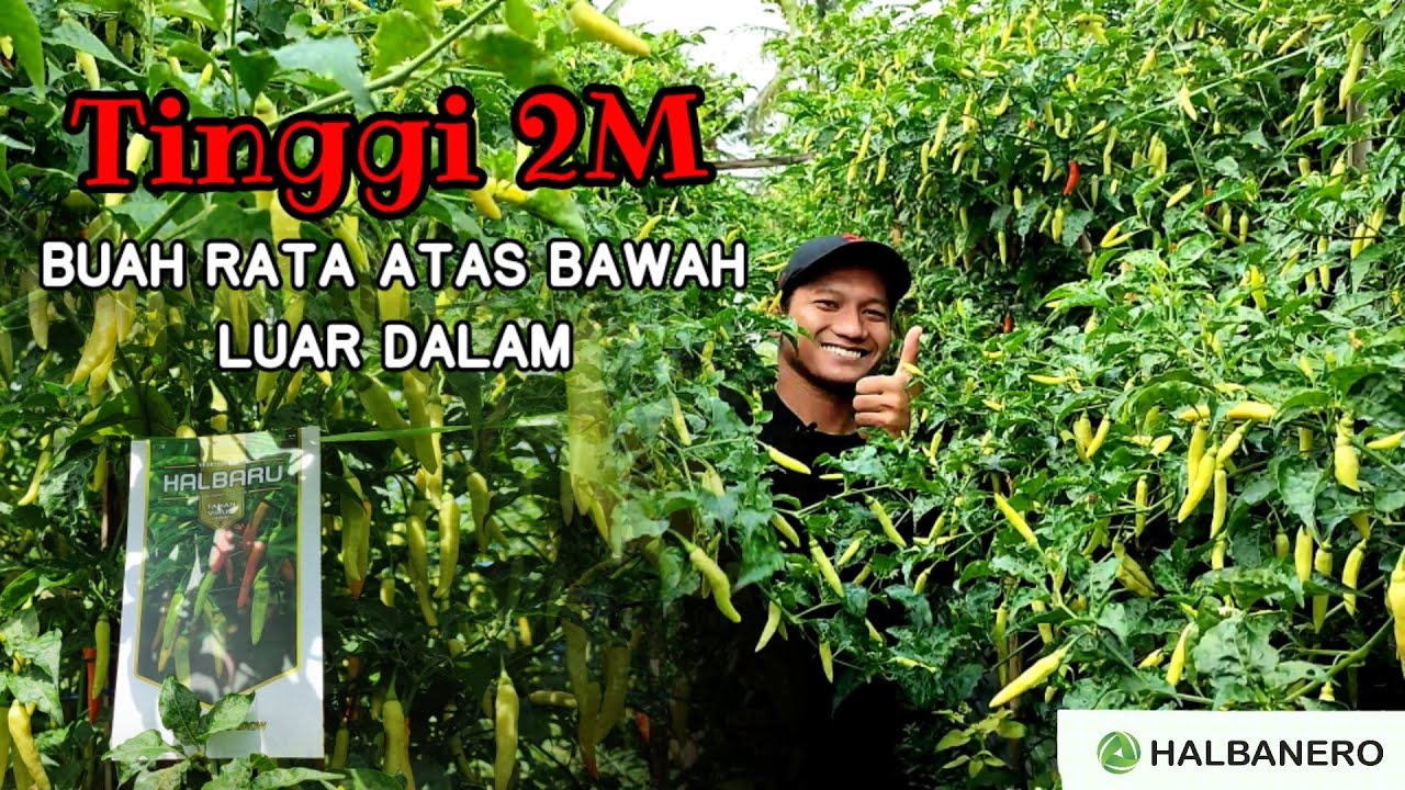 BUKAN SULAP‼️Cabe Rawit HALBARU Tahan Virus Buah Lebat Vigor Tinggi