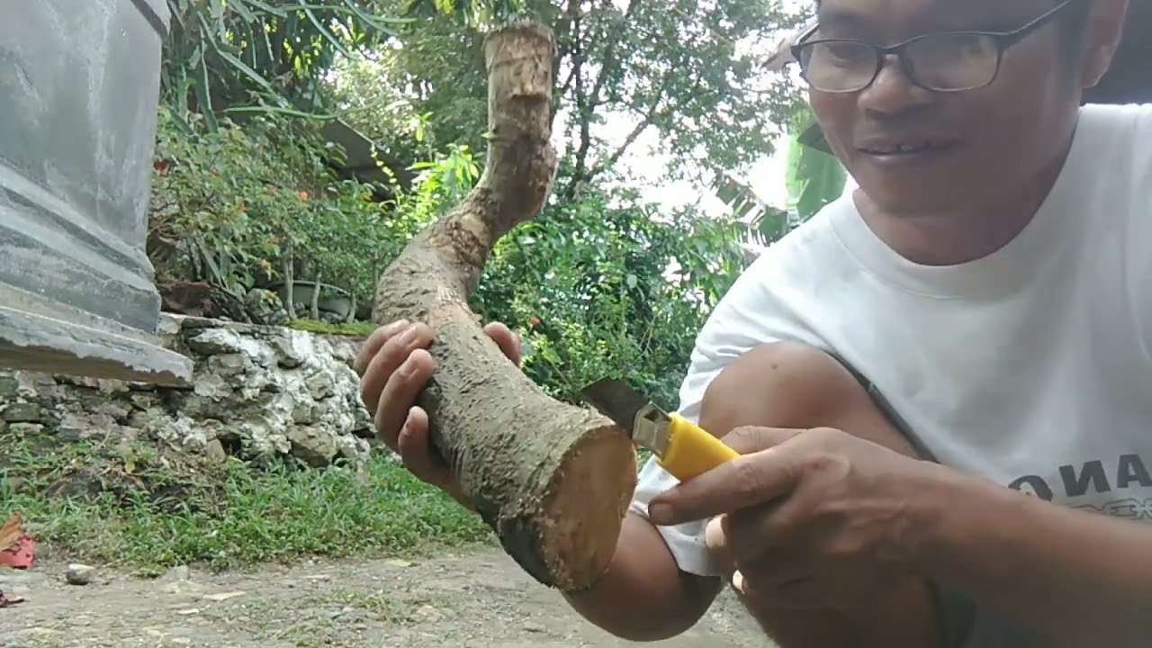 SERUT || BONSAI MATERIAL || STREBLUS ASPER ROOTS