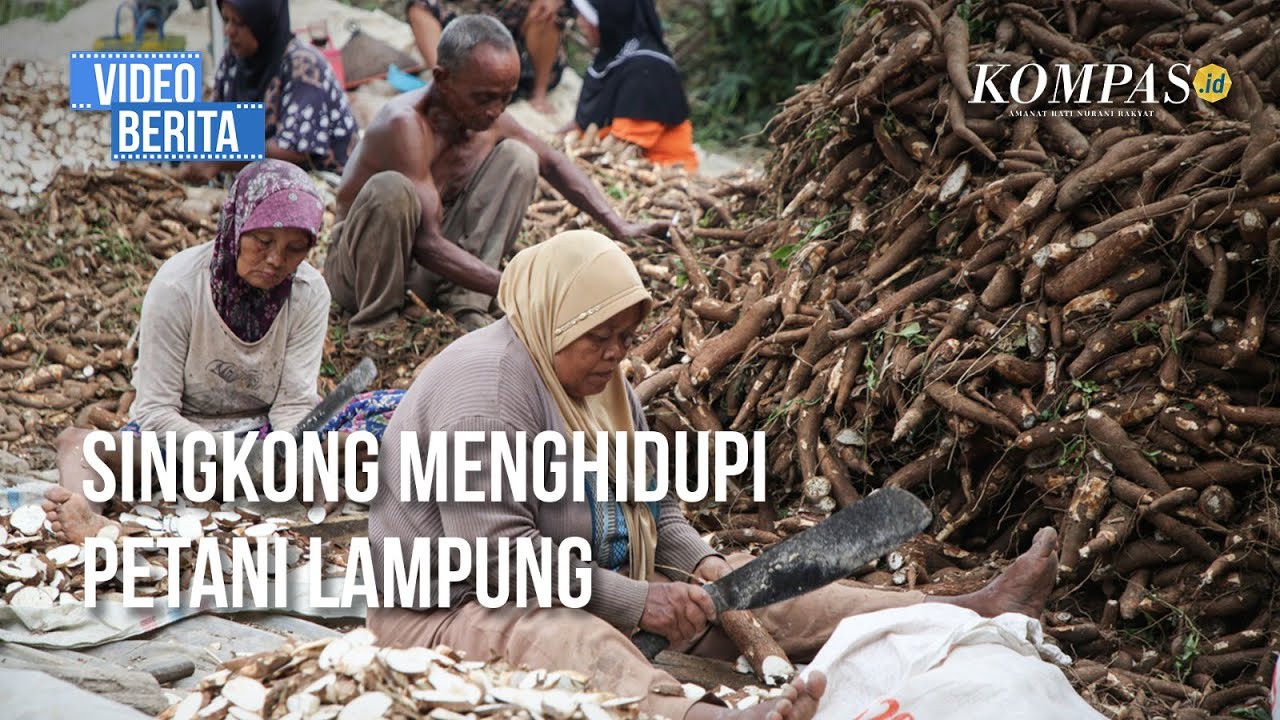 Cuan Singkong Menjalar ke Kantong Petani Lampung